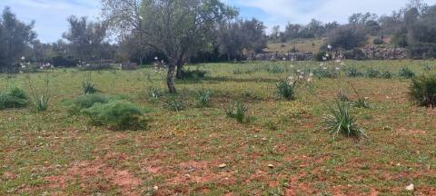 Terreno em Albufeira com 21.790 m2