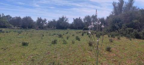 Terreno em Albufeira com 21.790 m2