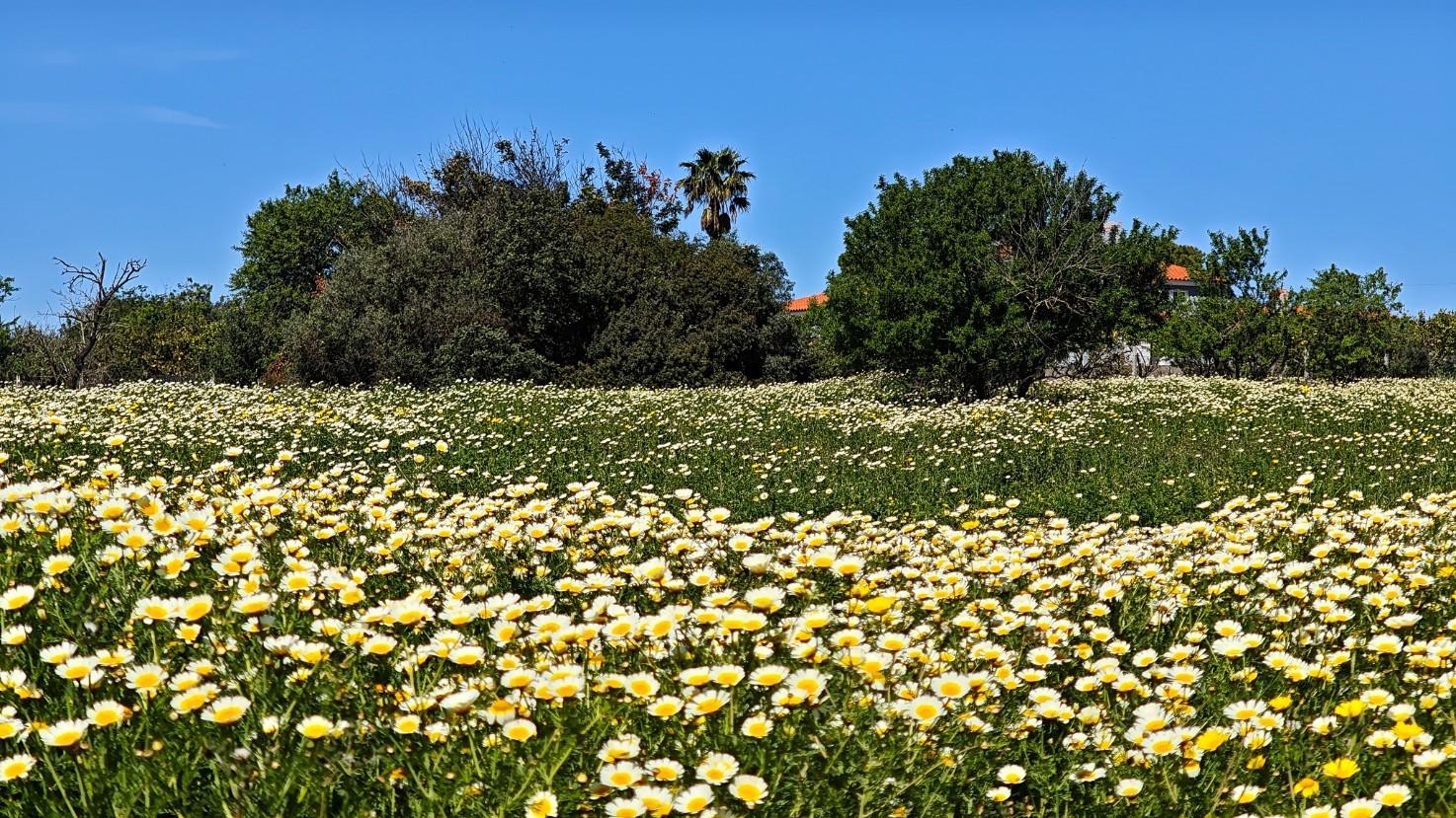 Moradia T3 em lote privado de 1.127 m2 na Guia