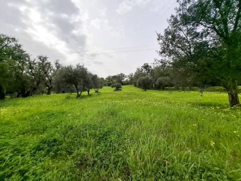 Terreno Rústico com Vista Mar – Guia / Albufeira