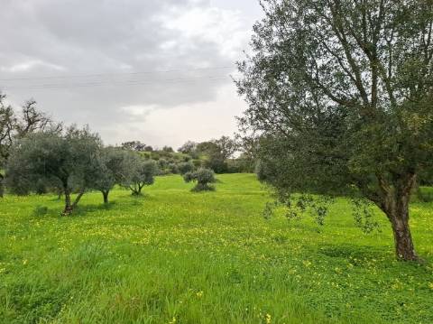 Terreno Rústico com Vista Mar – Guia / Albufeira