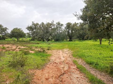 Terreno Rústico com Vista Mar – Guia / Albufeira