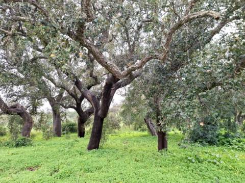 Terreno Rústico com Vista Mar – Guia / Albufeira