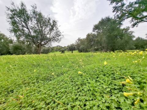 Terreno Rústico com Vista Mar – Guia / Albufeira