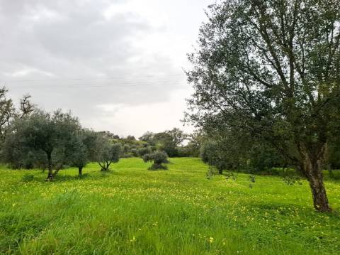 Terreno Rústico com Vista Mar – Guia / Albufeira
