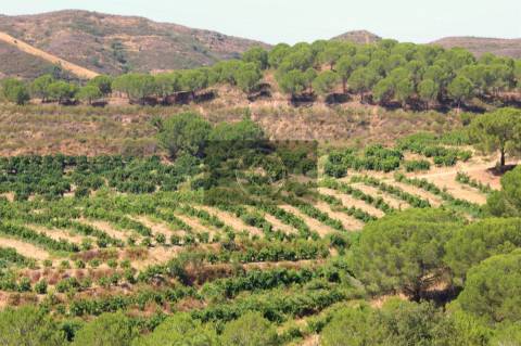 Herdade com 218ha para Venda- Monchique