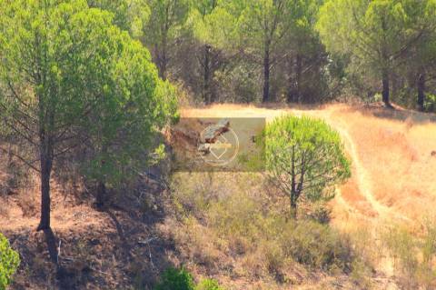 Herdade com 218ha para Venda- Monchique