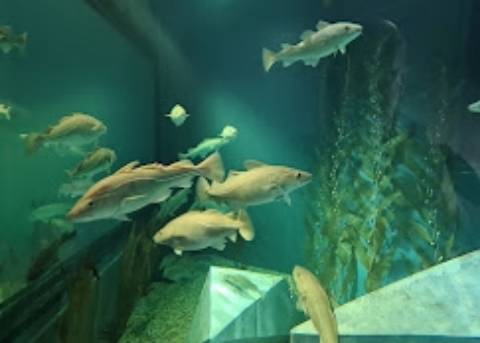 Apartamento T3 Duplex  em construção, Ílhavo