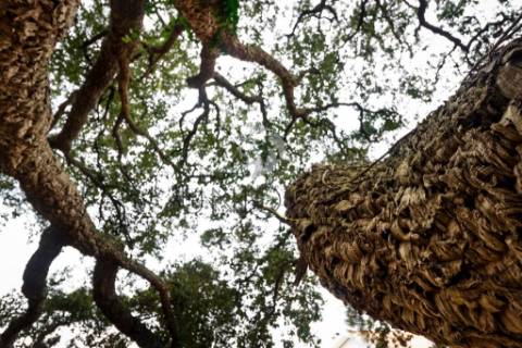 Terreno para Construção de Moradia Isolada