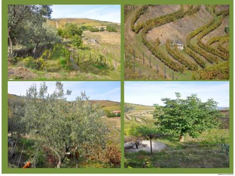 Quinta T3 Venda em Lobrigos (São Miguel e São João Baptista) e Sanhoane,Santa Marta de Penaguião