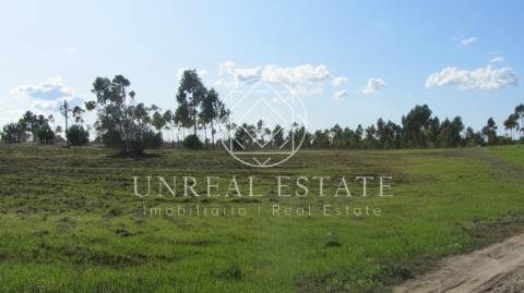 Terreno Rústico  Venda em Azoia de Cima e Tremês,Santarém