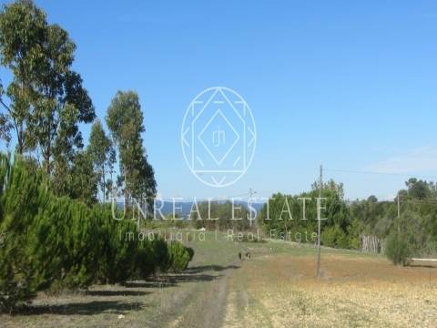 Terreno Rústico  Venda em Azoia de Cima e Tremês,Santarém