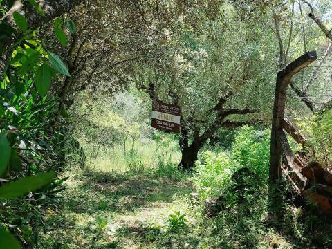 Terreno Rústico  Venda em Assentiz,Torres Novas