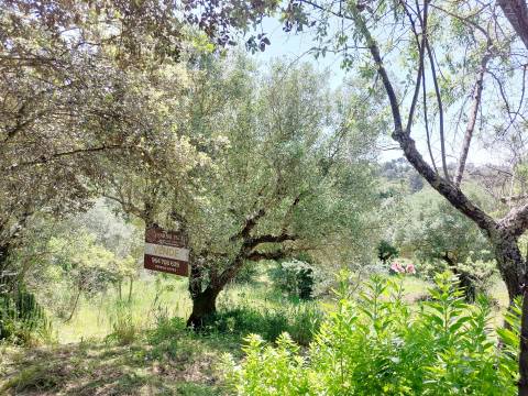 Terreno Rústico  Venda em Assentiz,Torres Novas