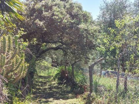 Terreno Rústico  Venda em Assentiz,Torres Novas