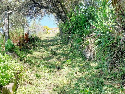 Terreno Rústico  Venda em Assentiz,Torres Novas