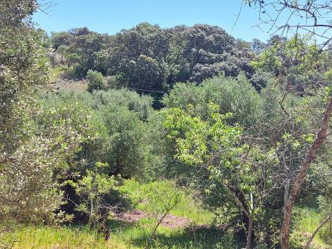 Terreno Rústico  Venda em Assentiz,Torres Novas