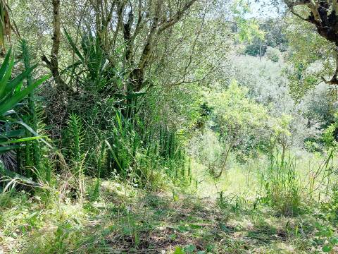 Terreno Rústico  Venda em Assentiz,Torres Novas