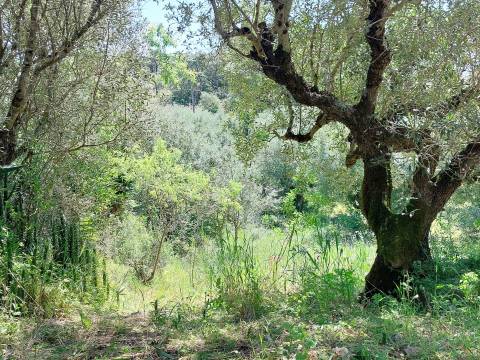 Terreno Rústico  Venda em Assentiz,Torres Novas