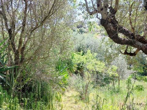 Terreno Rústico  Venda em Assentiz,Torres Novas