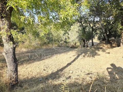 Terreno Misto  Venda em Torres Novas (São Pedro), Lapas e Ribeira Branca,Torres Novas