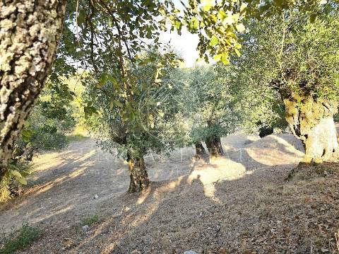 Terreno Misto  Venda em Torres Novas (São Pedro), Lapas e Ribeira Branca,Torres Novas