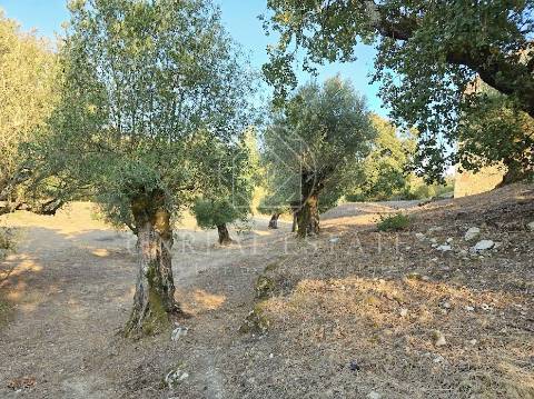 Terreno Misto  Venda em Torres Novas (São Pedro), Lapas e Ribeira Branca,Torres Novas