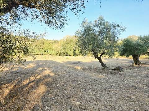 Terreno Misto  Venda em Torres Novas (São Pedro), Lapas e Ribeira Branca,Torres Novas