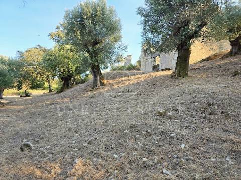 Terreno Misto  Venda em Torres Novas (São Pedro), Lapas e Ribeira Branca,Torres Novas