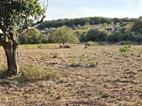 Terreno Misto  Venda em Torres Novas (São Pedro), Lapas e Ribeira Branca,Torres Novas