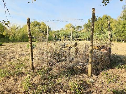Terreno Misto  Venda em Torres Novas (São Pedro), Lapas e Ribeira Branca,Torres Novas
