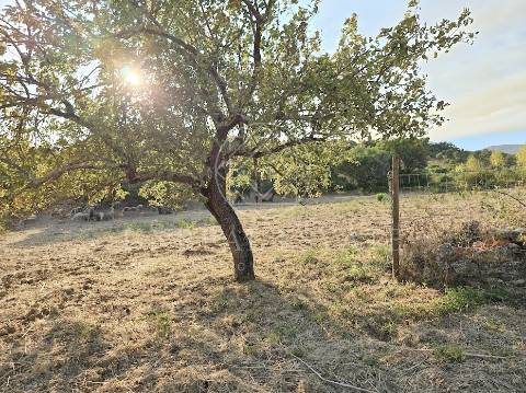 Terreno Misto  Venda em Torres Novas (São Pedro), Lapas e Ribeira Branca,Torres Novas
