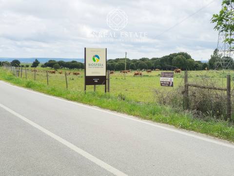 Lote de Terreno  Venda em Brogueira, Parceiros de Igreja e Alcorochel,Torres Novas