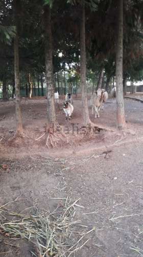 Quintinha c/ 2 Ha em Penafiel