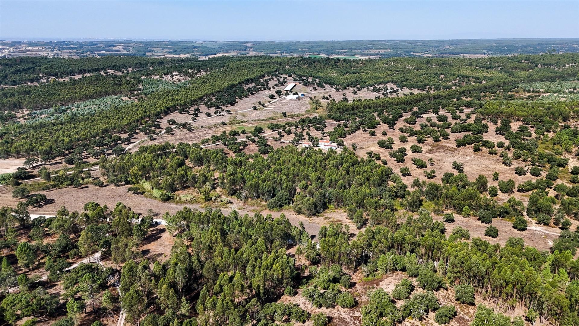 Herdade com total de  140 ha na freguesia da Raposa, Almeirim