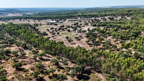 Herdade com total de  140 ha na freguesia da Raposa, Almeirim