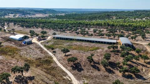 Herdade com total de  140 ha na freguesia da Raposa, Almeirim
