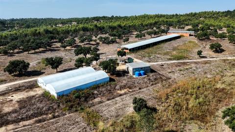 Herdade com total de  140 ha na freguesia da Raposa, Almeirim