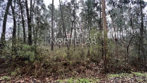 Terreno Rústico com 4.200 m² – Covelas, Trofa