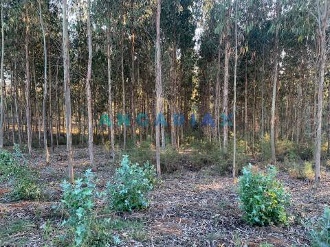 ANG109 - Terreno para Construção para Venda em Arrabal