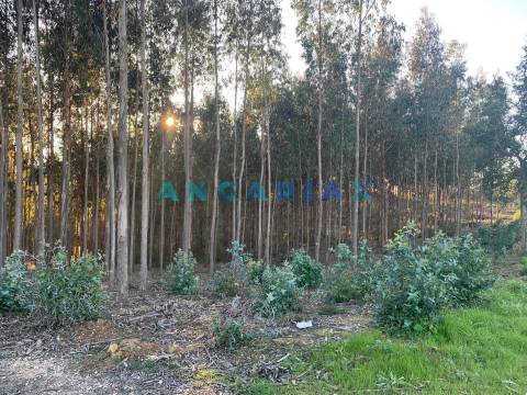 ANG109 - Terreno para Construção para Venda em Arrabal