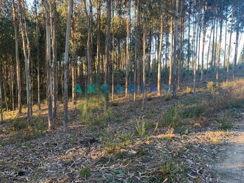 ANG109 - Terreno para Construção para Venda em Arrabal