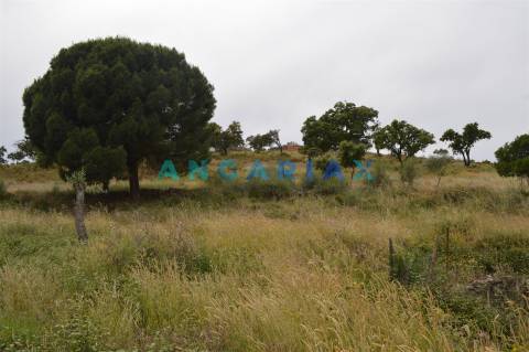 ANG256 - Terreno Rústico para Venda em Rosmaninhal