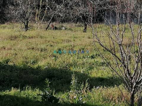 ANG712 - Lote de Terreno de 950m2  para Venda em Alcaidaria , Milagres