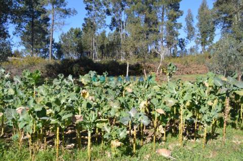 ANG747 - Terreno de 17200m2 para Venda em Figueiró dos Vinhos, Leiria