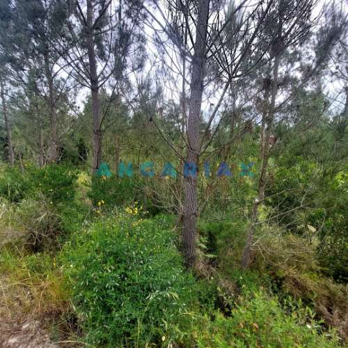 ANG1121 - Ruína para Venda em Cantanhede, Coimbra