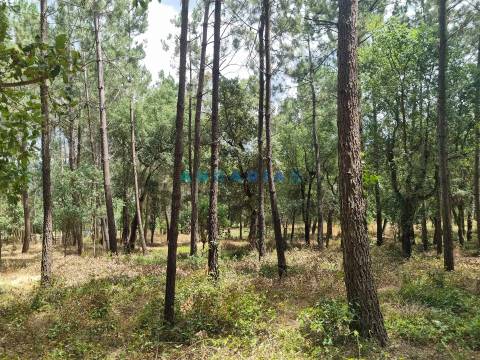 ANG1153  - Terreno para Venda em Porto de Mós