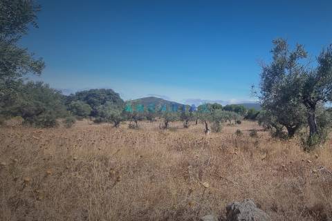 ANG1195 - Terreno para Venda em Alcanena, Santarém