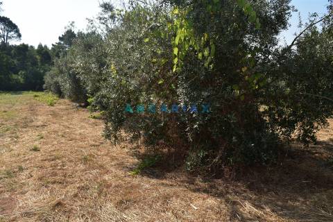 ANG1450 - Terreno para Venda em Figueiró dos Vinhos