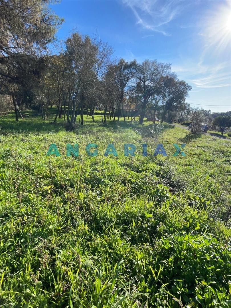 ANG1540 - Terreno para Venda em Alviobeira, Tomar